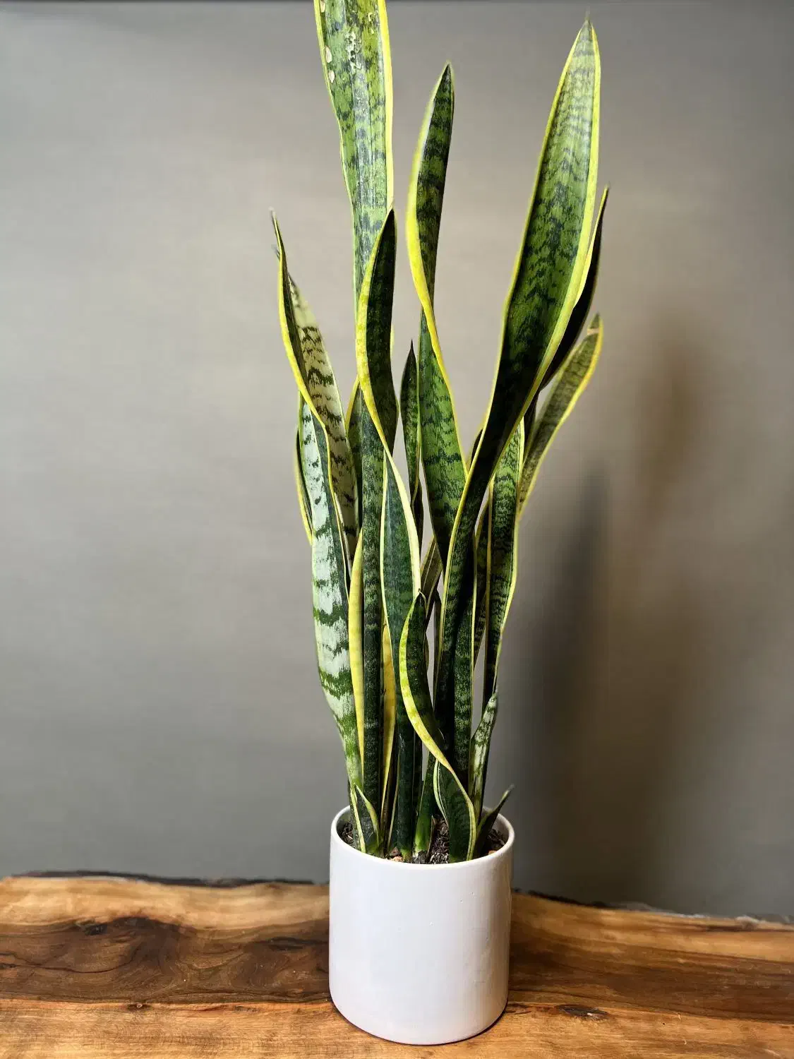 سانسوریا|گل و گیاه طبیعی|قشم, |دیوار