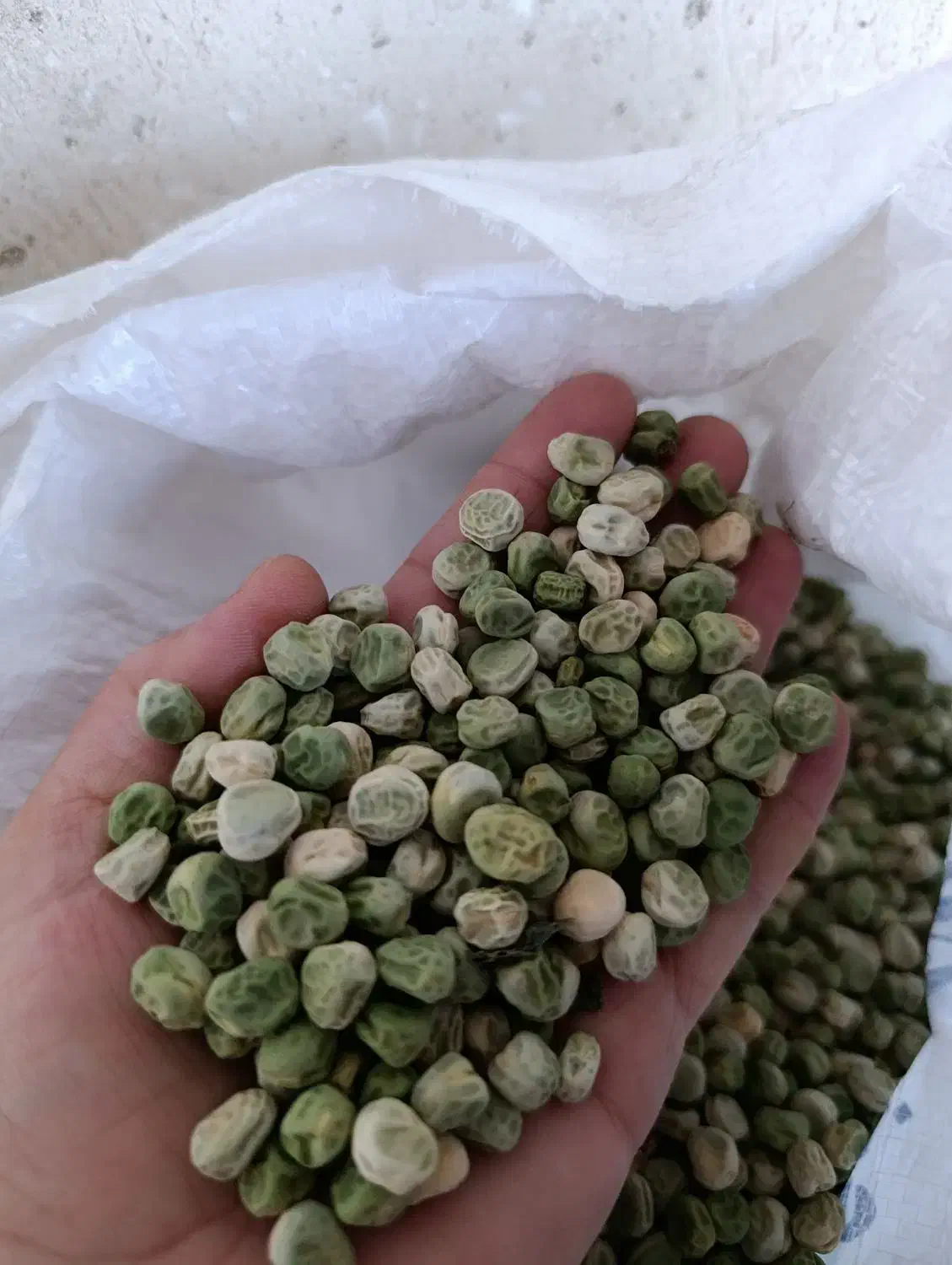 نخود فرنگی بذری|خوردنی و آشامیدنی|طارم (زنجان), |دیوار