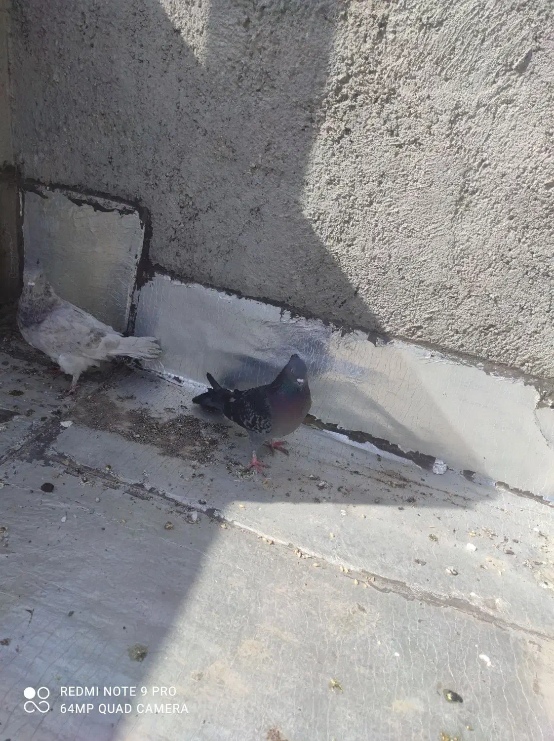 پرشی کبوتر|پرنده|ماهدشت, |دیوار