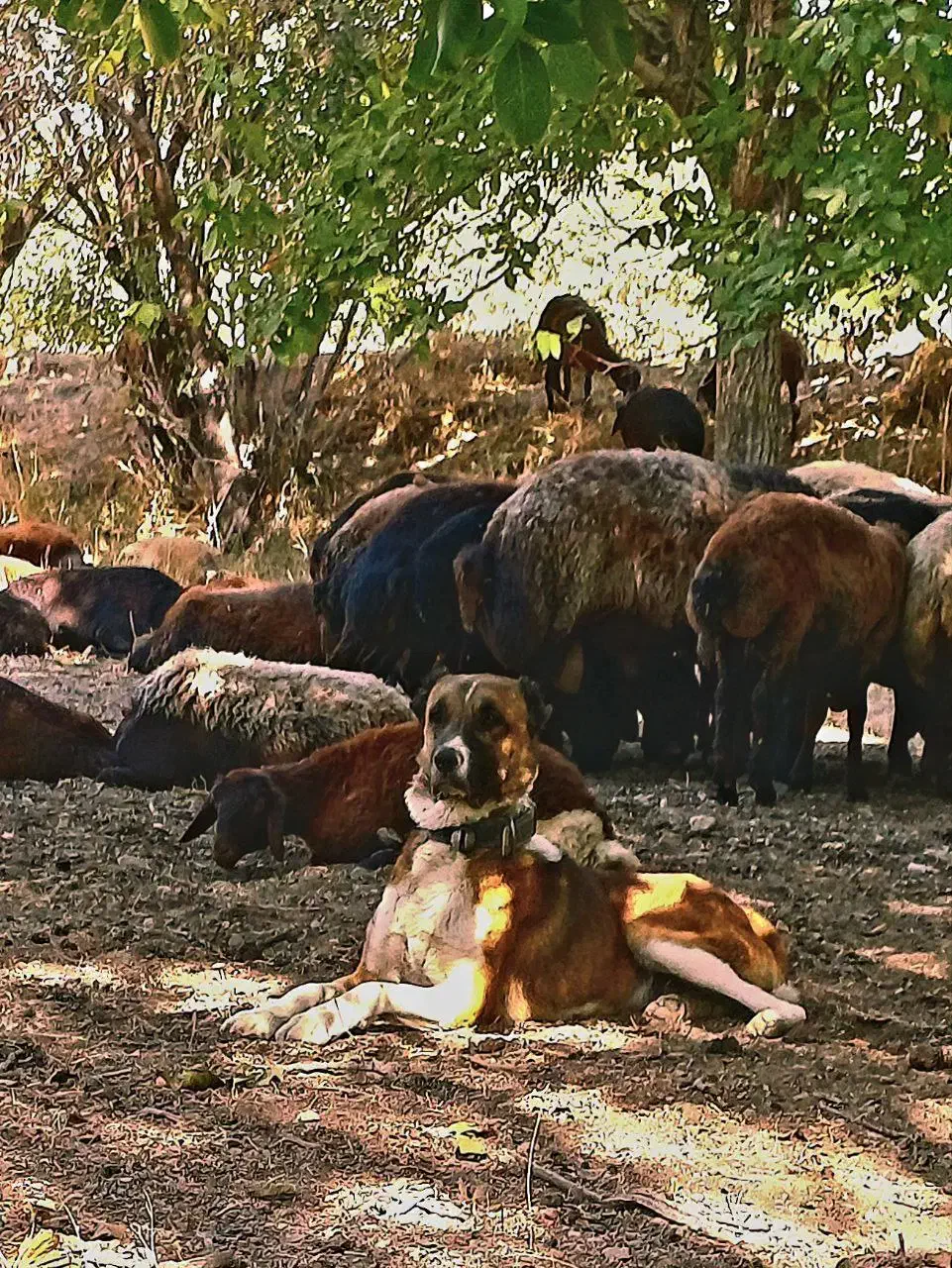 سگ گله نر|سگ|گلپایگان, |دیوار