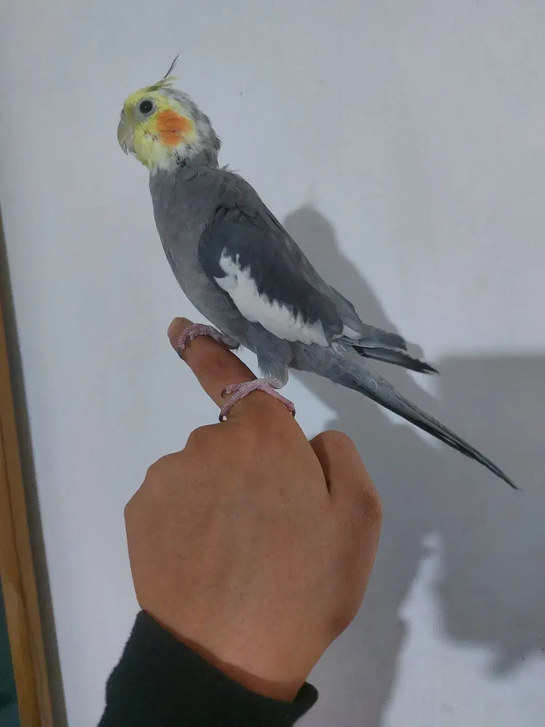 عروس هلندی مولدباجوجه ها و قفس کامل|پرنده|شیراز, شیخ علی چوپان|دیوار