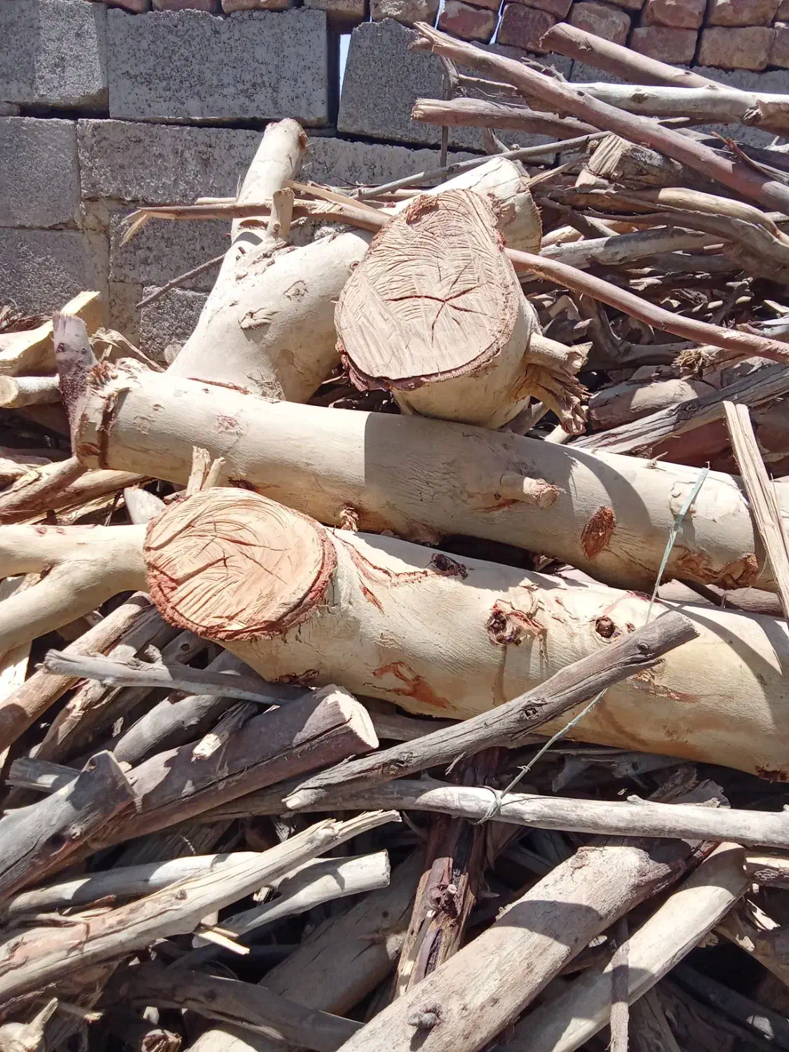 قطع وبرش وتیکه کردن چوب هرس درخت خشک بااره موتوری|خدمات باغبانی و درختکاری|زاهدان, |دیوار