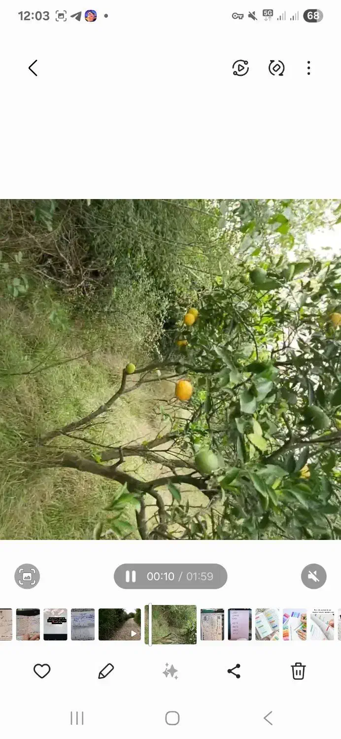 زمین باغ مرکبات ۸۳۰ متر|فروش زمین و ملک کلنگی|پایین هولار, |دیوار