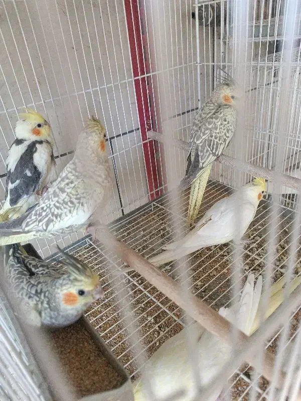 جوجه عروس تازه دونه خور|پرنده|فیروزآباد (فارس), |دیوار