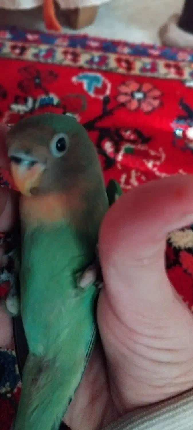 گمشده|حیوانات|تبریز, |دیوار