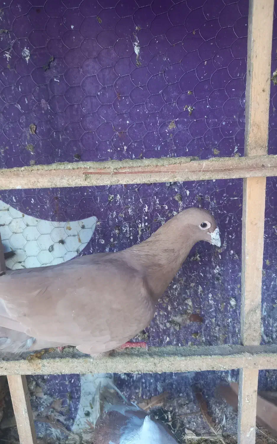 زردوسرخ|پرنده|نیشابور, مازول|دیوار