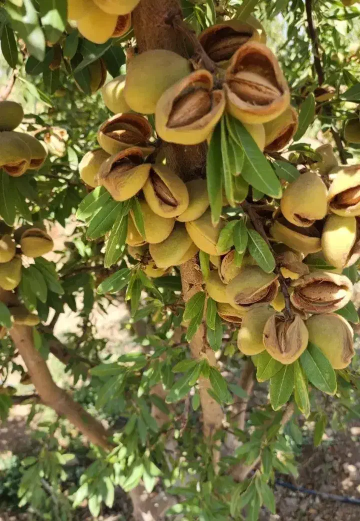 فروش انواع نهال بادام و گردو دیرگل|خدمات باغبانی و درختکاری|تربت‌حیدریه, قائم|دیوار