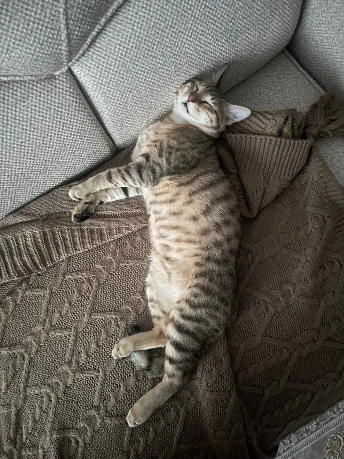 گربه DSH|گربه|اهواز, کوروش|دیوار