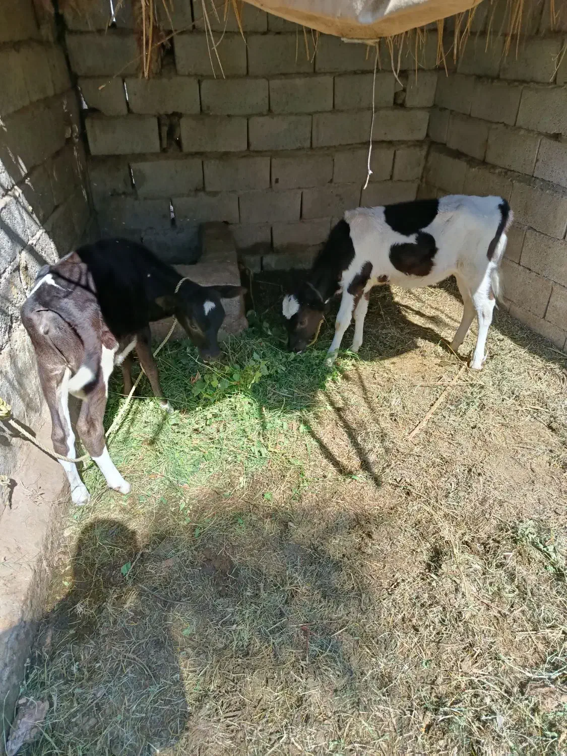 گاو زایده شیری و آبستن|حیوانات مزرعه|گنبکی, |دیوار