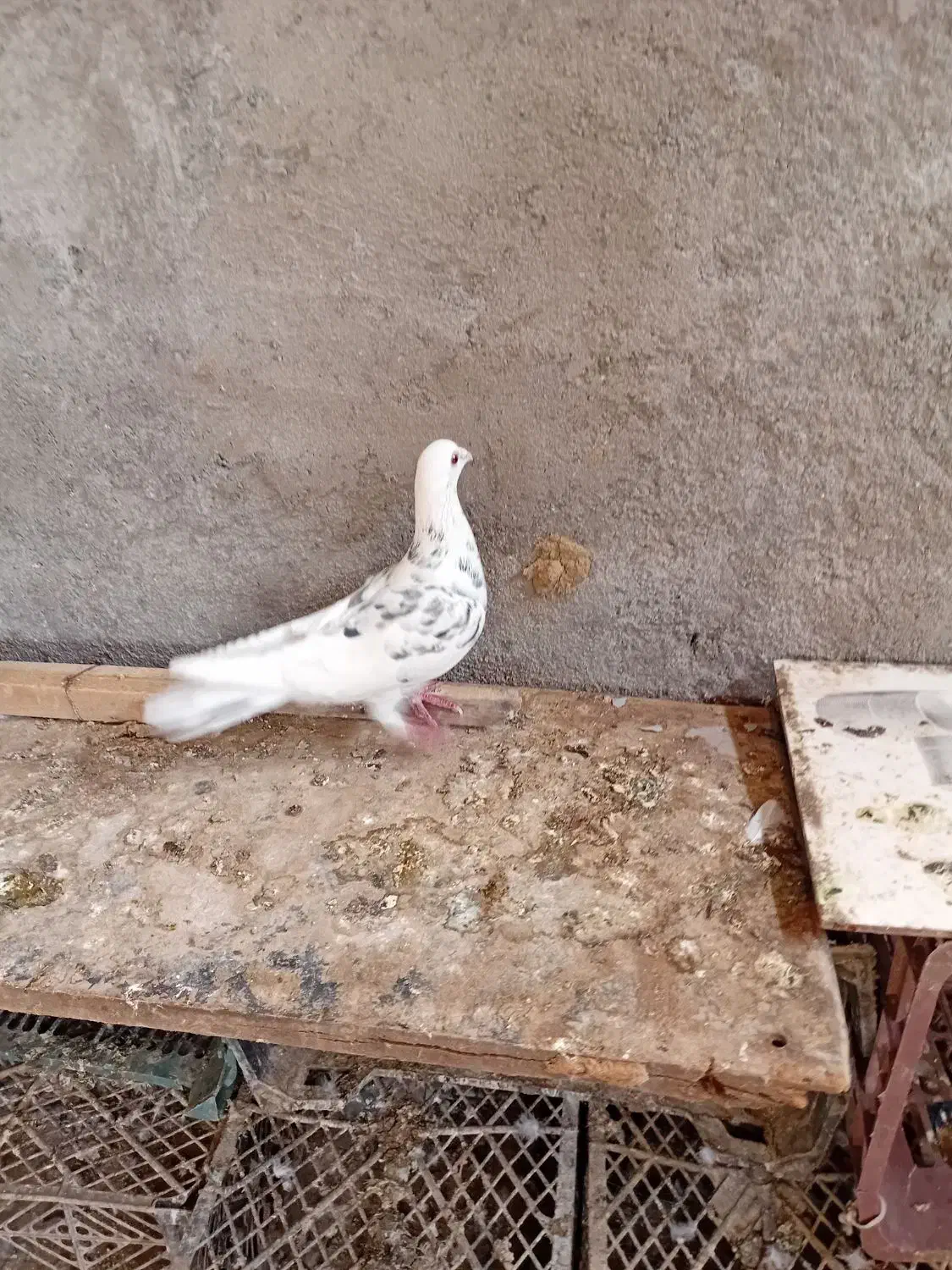 کبوتر سار|پرنده|قرق, |دیوار