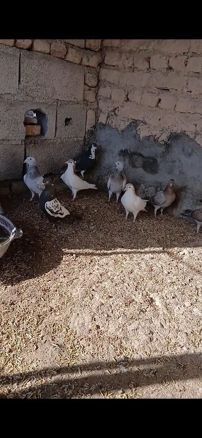 کفتر|پرنده|رضویه, |دیوار