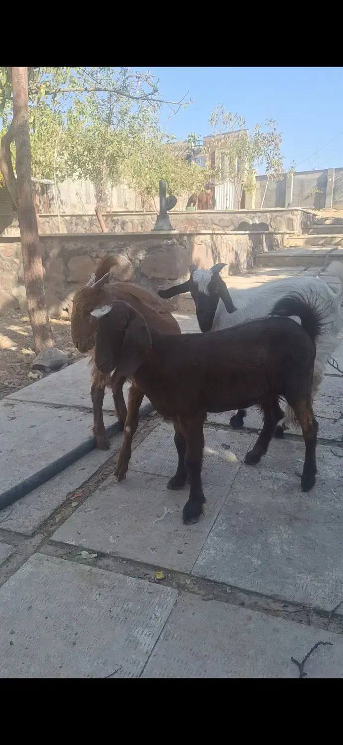 سه عدد بزغاله|حیوانات مزرعه|رودهن, |دیوار