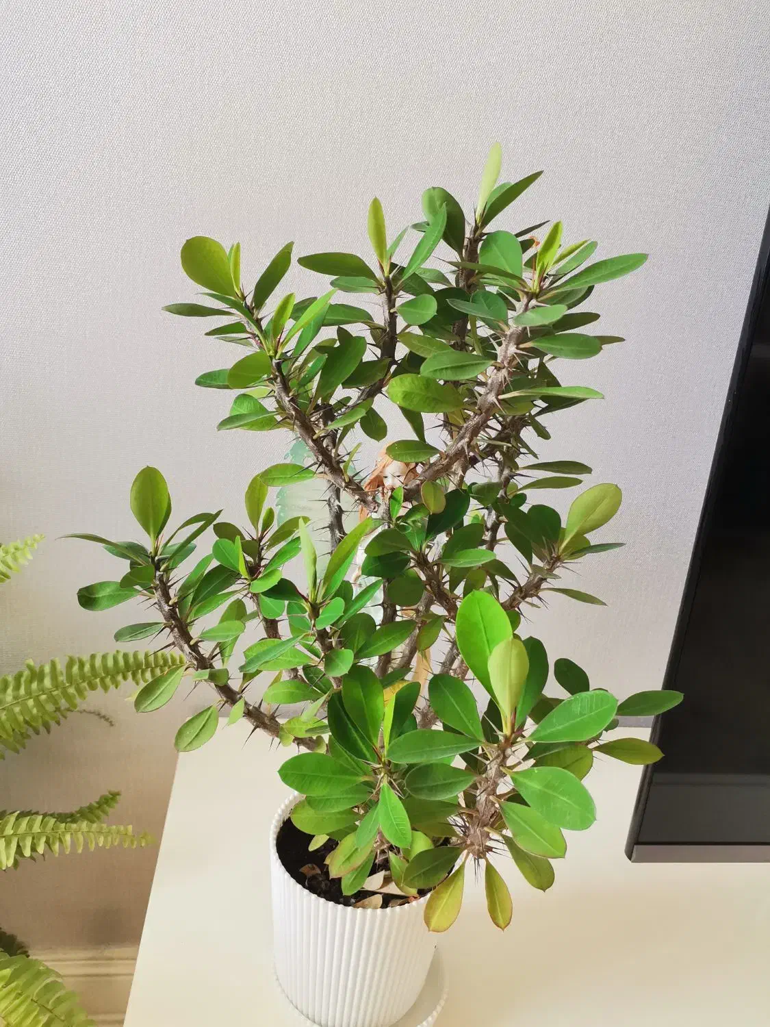 گل طبیعی آپارتمانی|گل و گیاه طبیعی|تهران, آبشار تهران (دریاچه)|دیوار