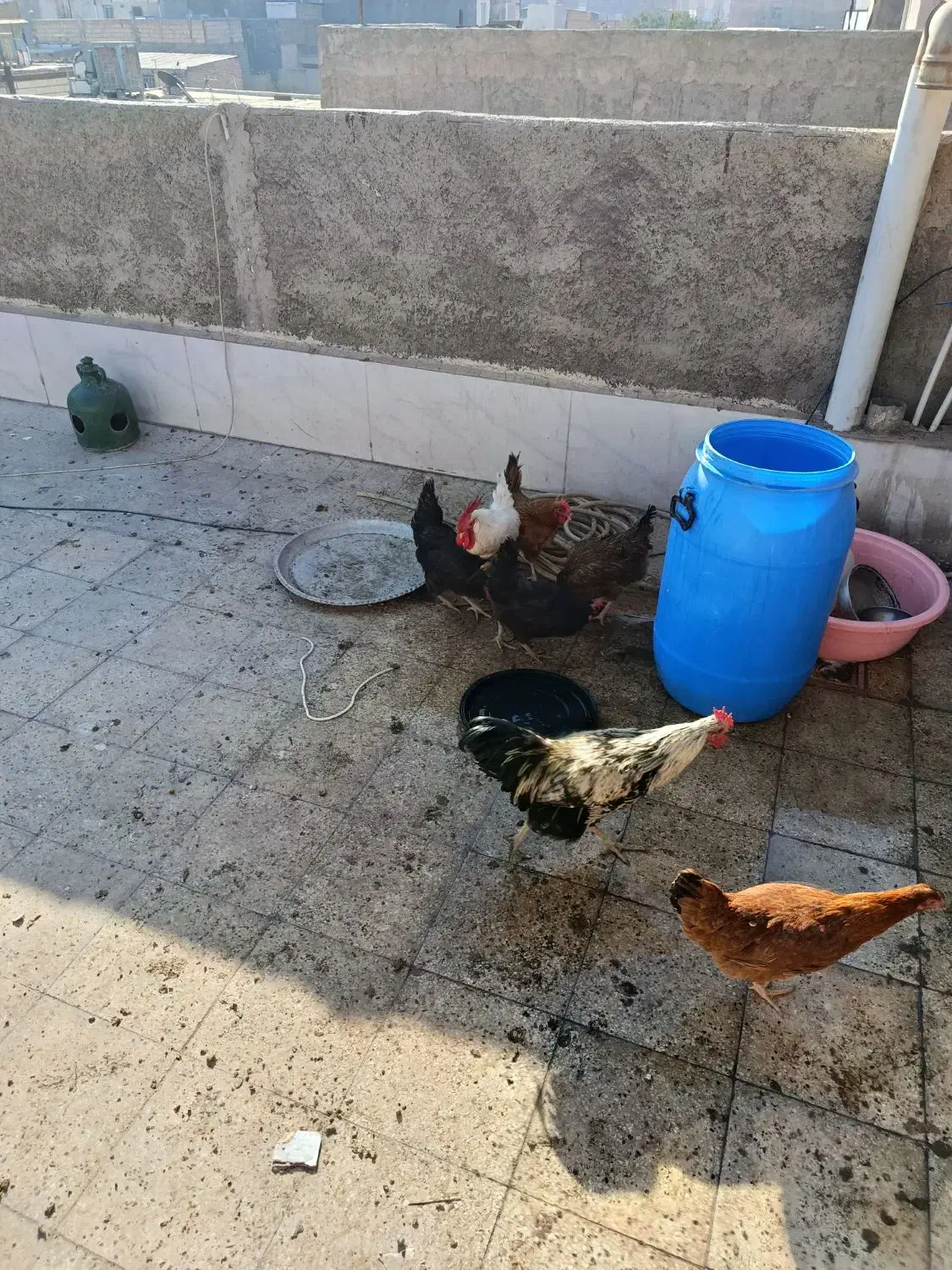 ۵ مرغ تخم گذار با ۲ خروس   قیمت ۲۴۰۰|حیوانات مزرعه|قرچک, زیبا شهر|دیوار