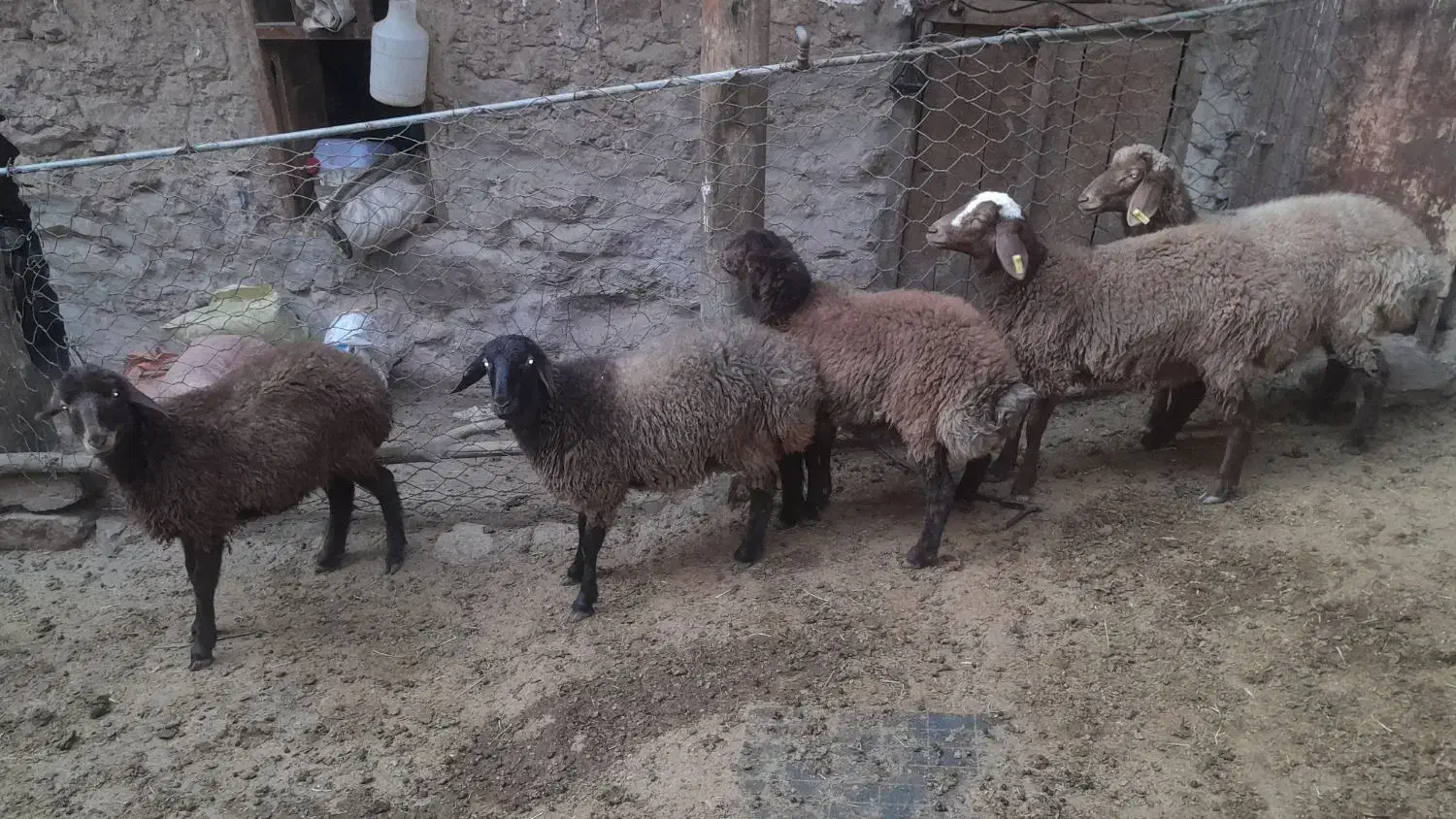 بره ماده همو و هترو|حیوانات مزرعه|بجنورد, |دیوار