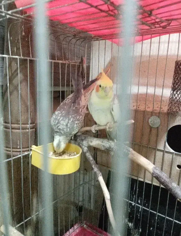 عروس هلندی رام رام مولد|پرنده|سنقر, |دیوار