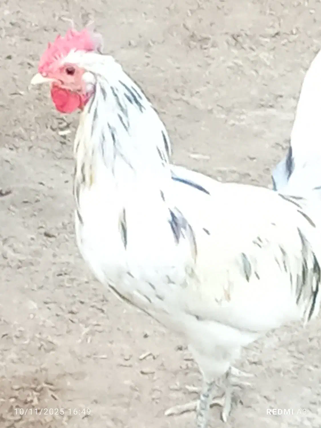 خروس محلی اصل سفید|حیوانات مزرعه|خورموج, |دیوار