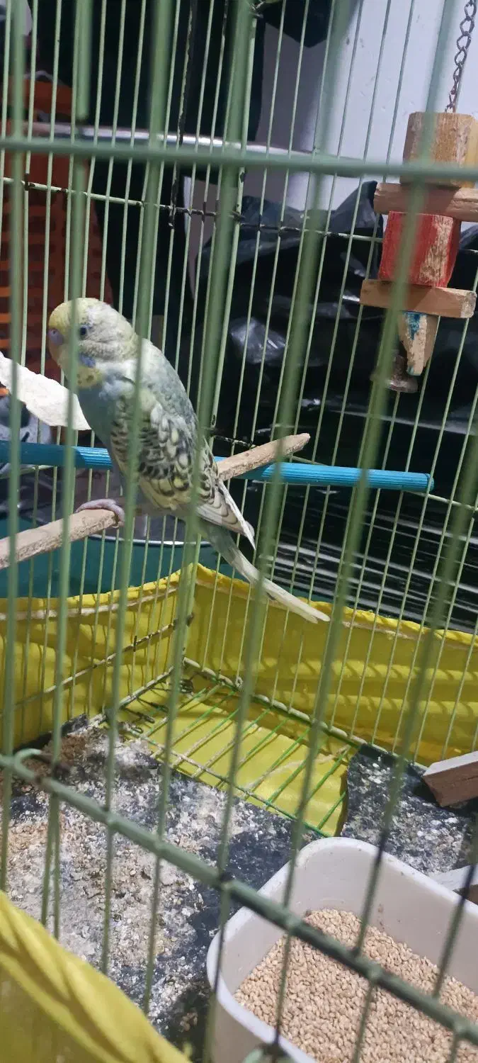 مرغ عشق|پرنده|اندیمشک, |دیوار