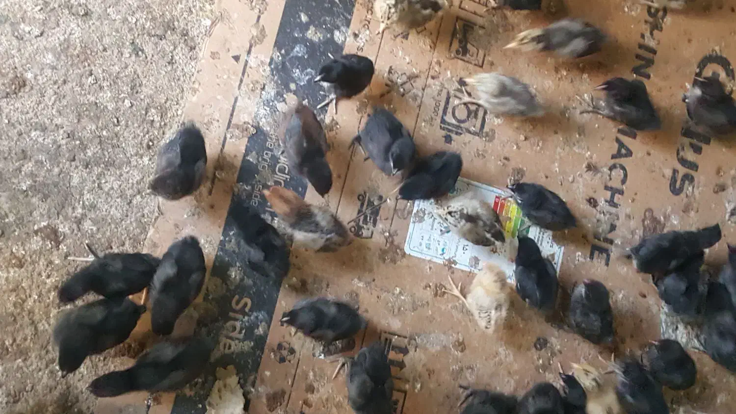 جوجه مرغ عربی اصل بشرط کرک|حیوانات مزرعه|بندر ماهشهر, |دیوار