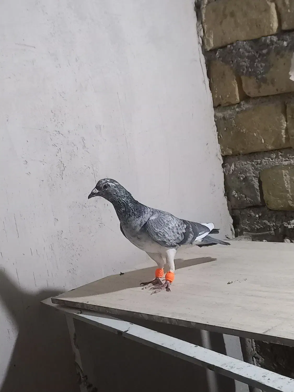 سار کرمونی سوسکی سرخ|پرنده|تربت‌حیدریه, شهرک ولیعصر|دیوار