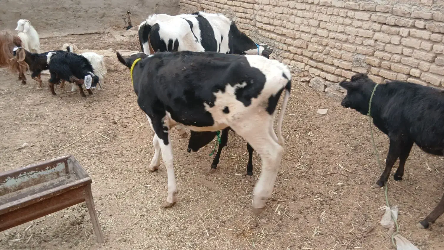 گوساله هوشتان دوتاش۱۱۵م تکی فروخته میشود|حیوانات مزرعه|بجنورد, |دیوار