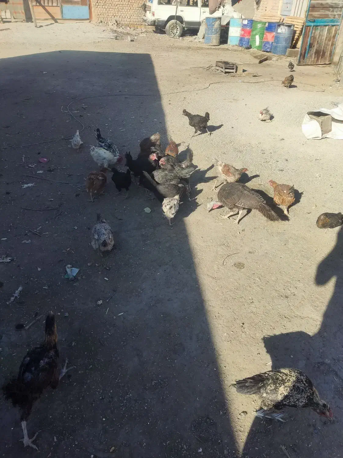 مرغ تخم گذار|حیوانات مزرعه|شهرضا, |دیوار