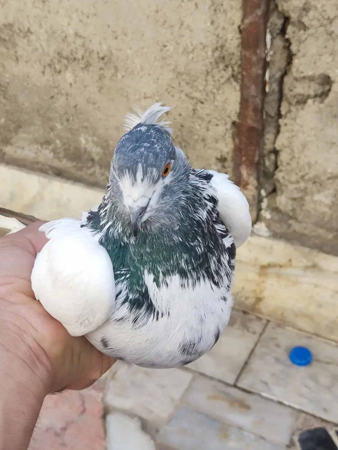 فروش یک عدد کبوتر ماده کله دم سبز|پرنده|سورک, |دیوار