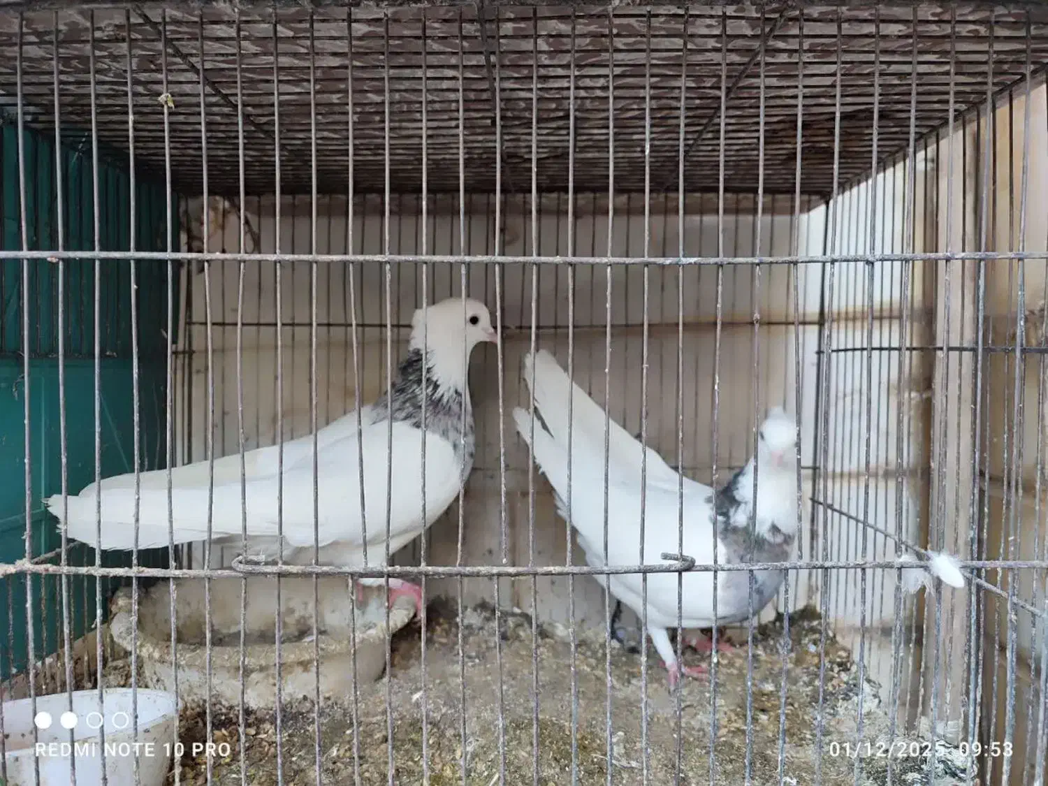 طوقی|پرنده|قنوات, |دیوار