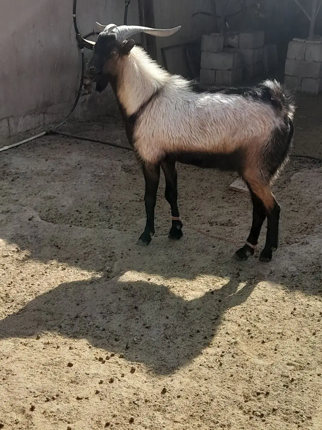 قوچ لاکن و نر بز آلپاین|حیوانات مزرعه|کرمان, |دیوار