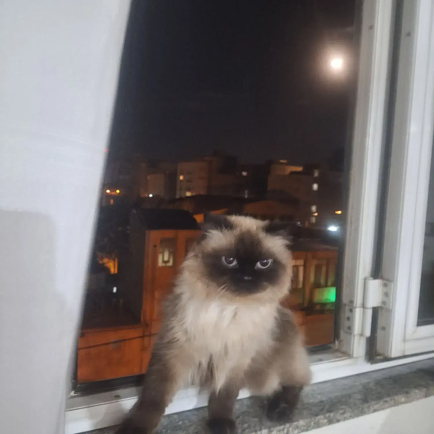 گربه هیمالین|گربه|اردبیل, |دیوار