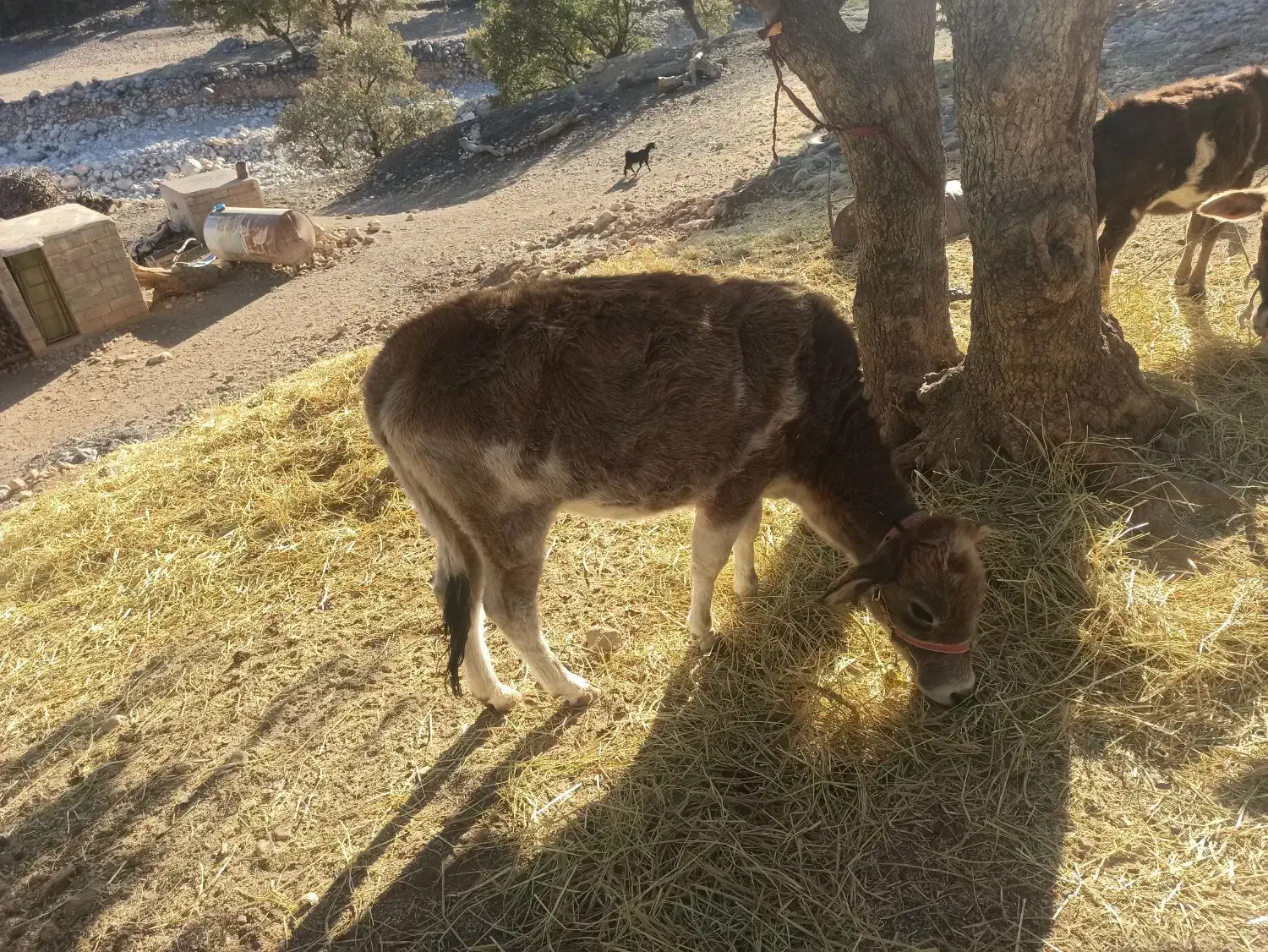 گاو|حیوانات مزرعه|لوداب, |دیوار