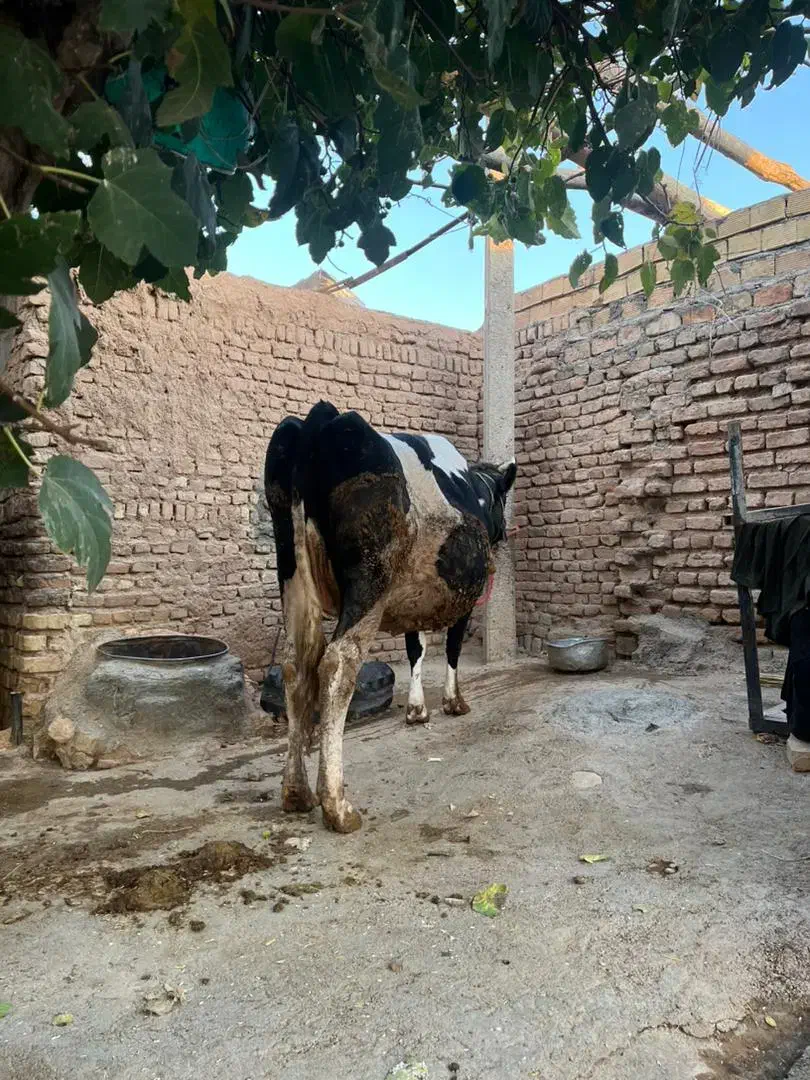 گاو ۸ماه آبستن سیمیتال|حیوانات مزرعه|کوهدشت, |دیوار