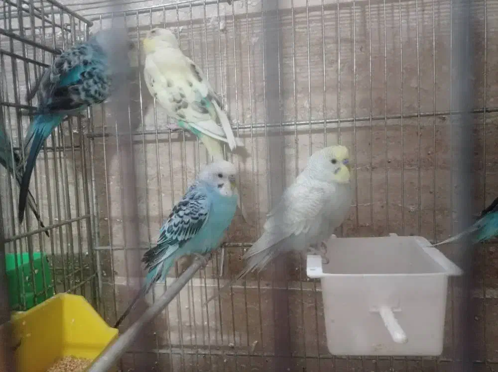 ۸ عدد مرغ عشق نر|پرنده|خمینی‌شهر, |دیوار