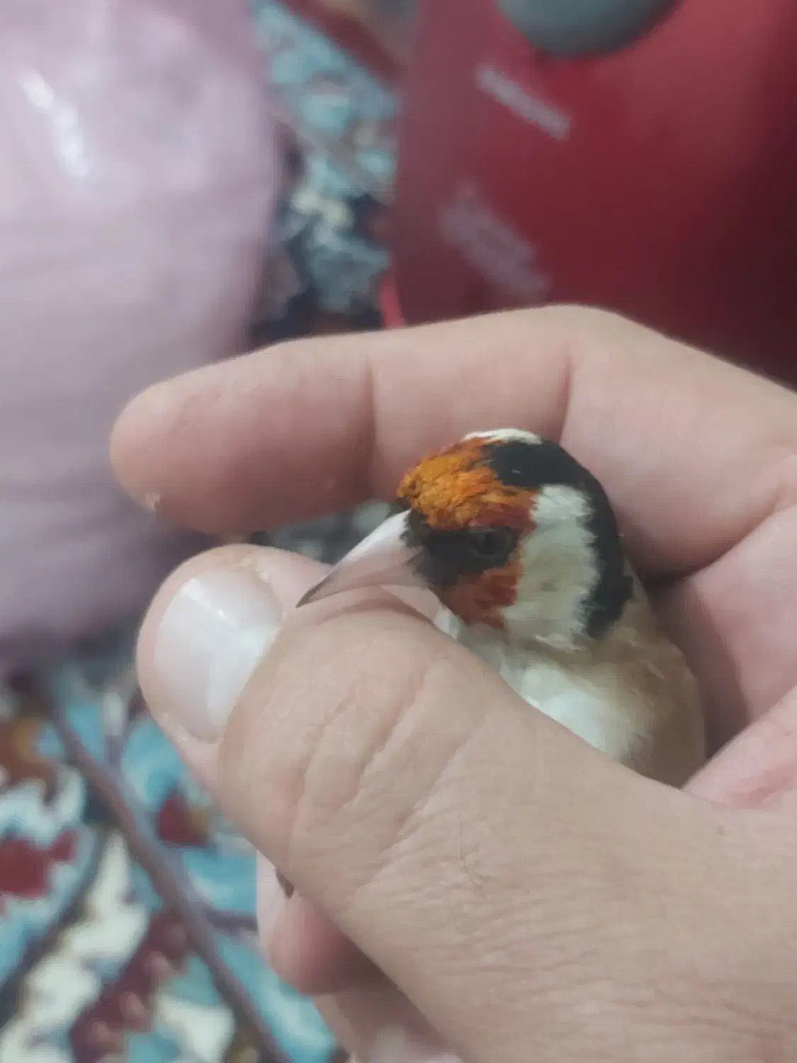 سهره سالم و بخون|پرنده|بیجار, |دیوار