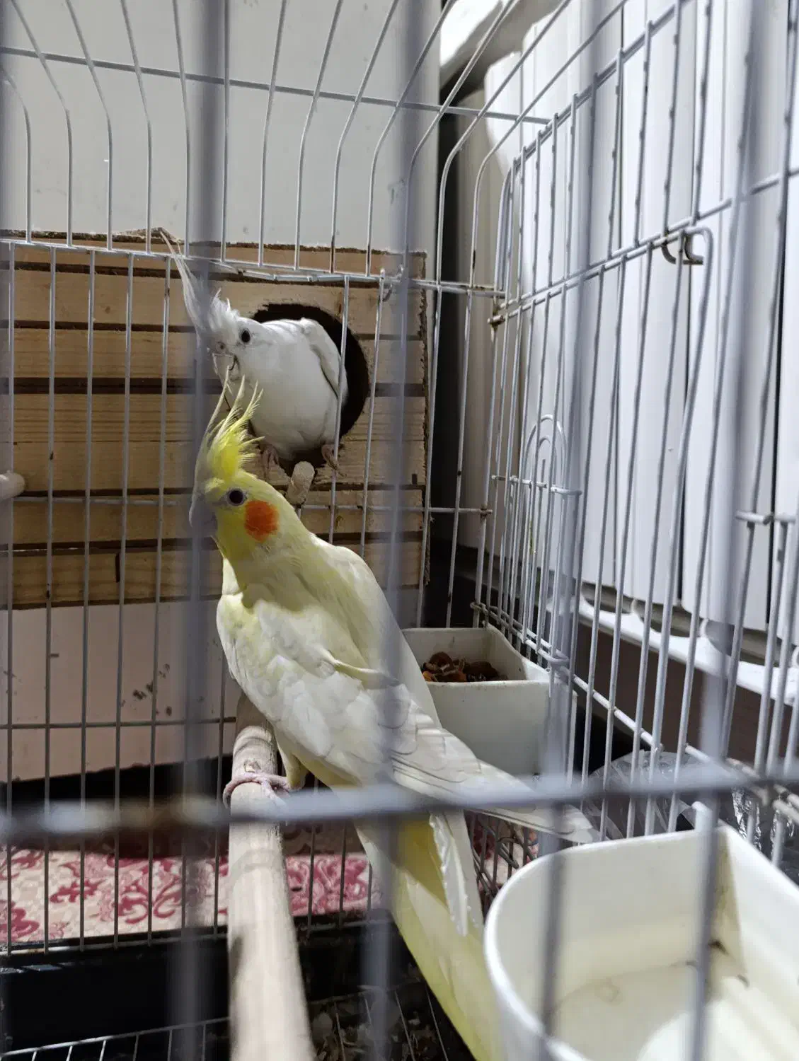 عروس هلندی|پرنده|رباط‌کریم, مسکن مهر آبشناسان|دیوار