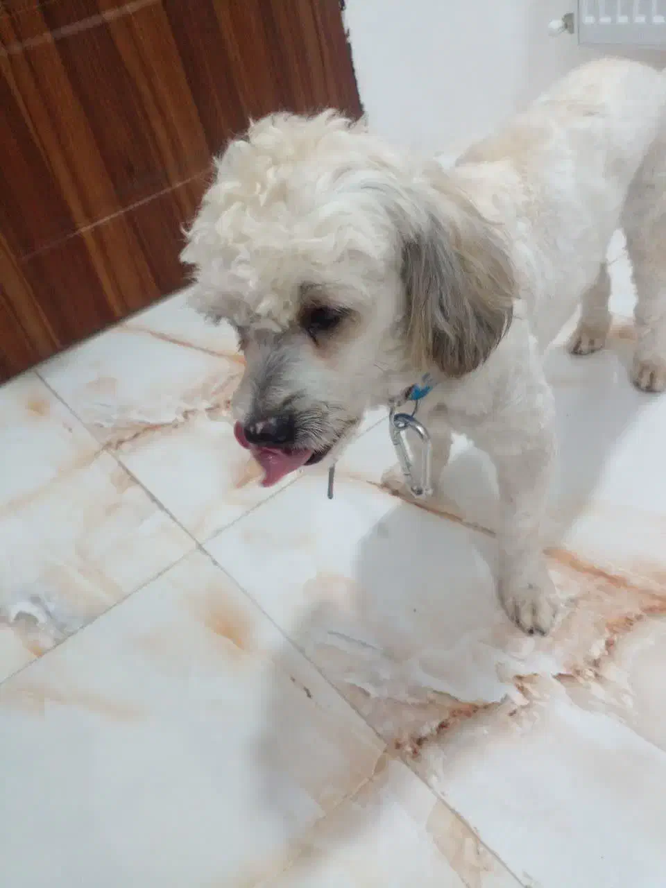 سگ پت نرماده نژادشیتزوتریر رایگان تکی هم واگذار|سگ|تهران, هفت حوض|دیوار