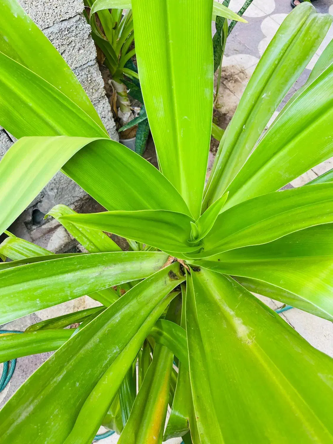 گیاه اپارتمانی برگ موزی یا سوسن عنکبوتی|گل و گیاه طبیعی|بندر گناوه, |دیوار