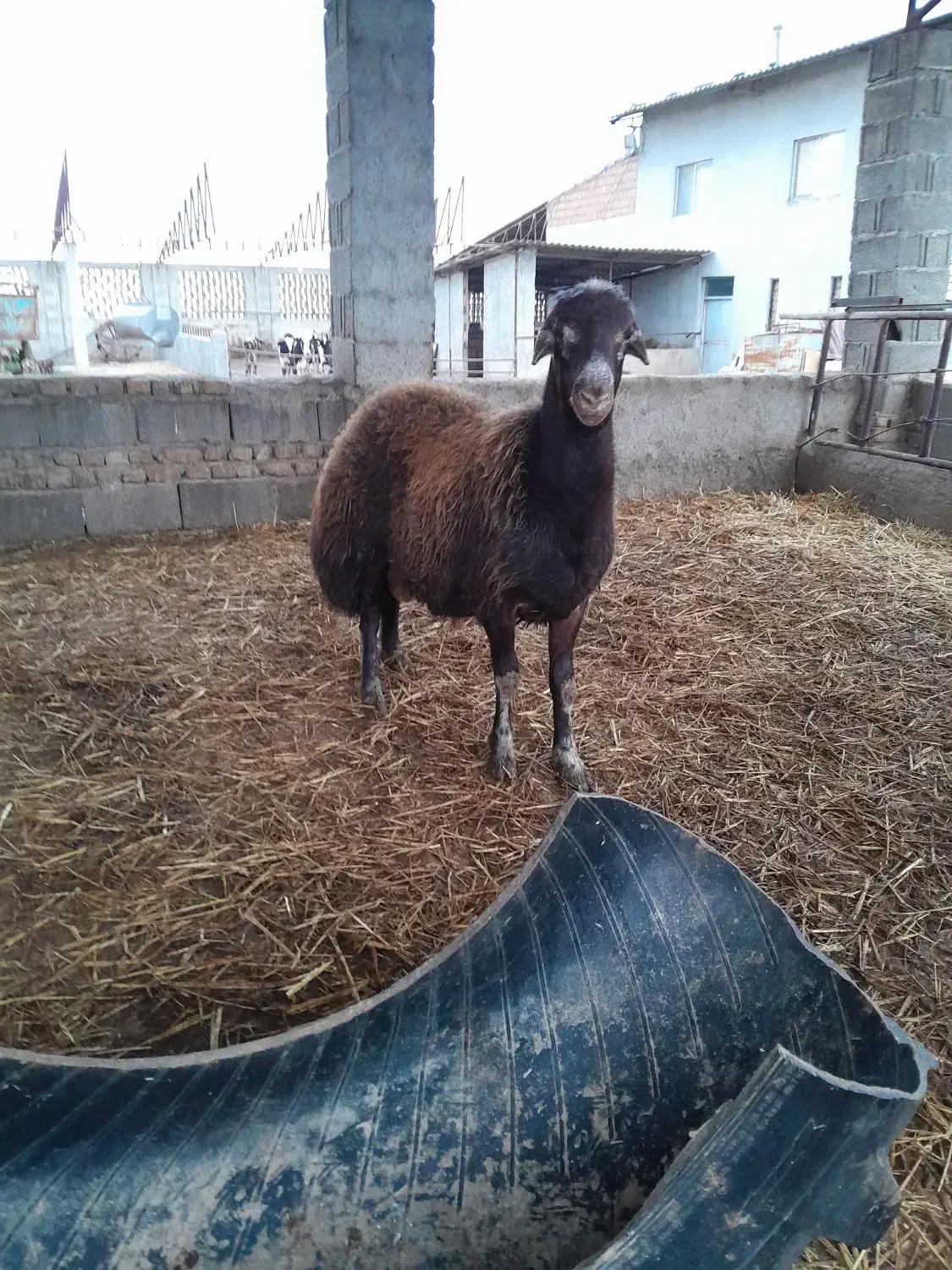 بره تخمی و قصابی|حیوانات مزرعه|گرگان, |دیوار