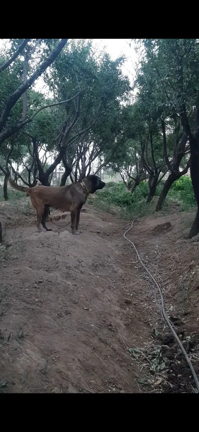 توله سرابی اصیل|سگ|تاکستان, |دیوار