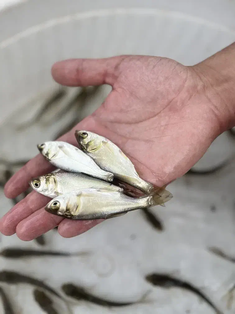 بچه ماهی فیتوفاگ|ماهی|تالش, هشتپر|دیوار