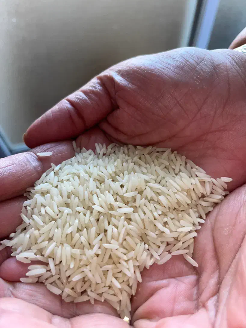 برنج هاشمی اصل|خوردنی و آشامیدنی|رشت, جهاد|دیوار