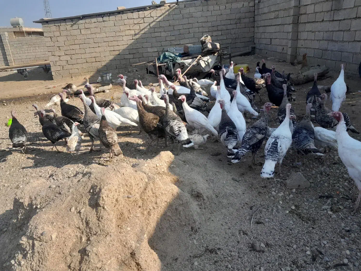 بوقلمون|حیوانات مزرعه|دزفول, |دیوار