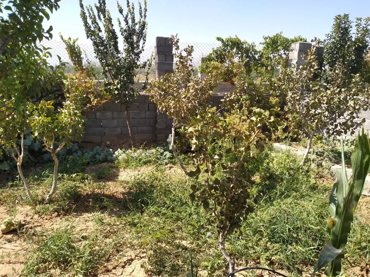 فروش باغ ۱۰۰۰ متری با سند تک برگ|فروش دفتر صنعتی، کشاورزی، تجاری|زرندیه, |دیوار