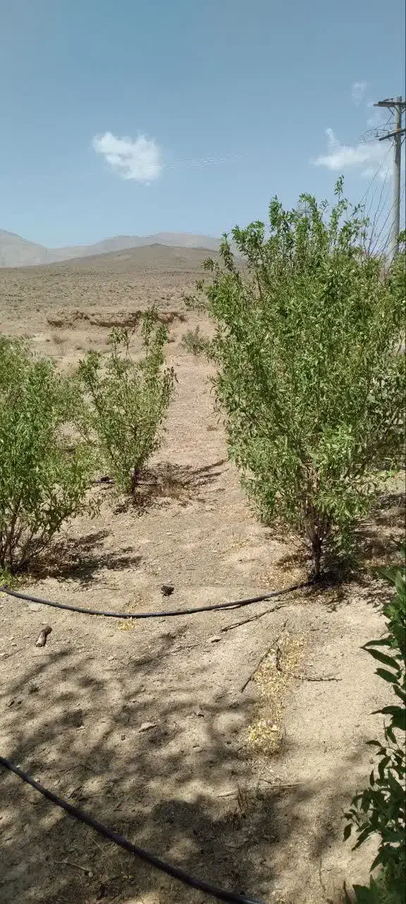 زمین کشاورزی و با مجوز دام پروری و مرغ داری|فروش دفتر صنعتی، کشاورزی، تجاری|خوانسار, |دیوار