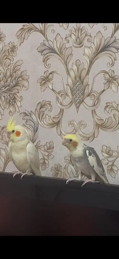 جوجه عروس هلندی ۴ ماهه|پرنده|تهران, مختاری|دیوار