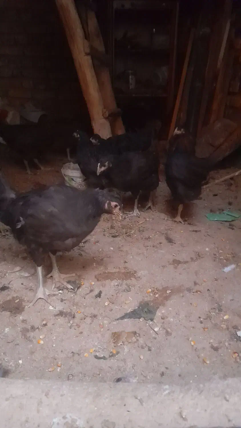 مرغ محلی|حیوانات مزرعه|معصومیه, |دیوار