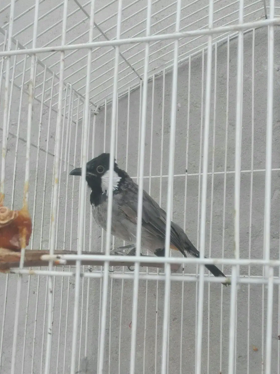 پرنده اهلی|پرنده|بهبهان, |دیوار