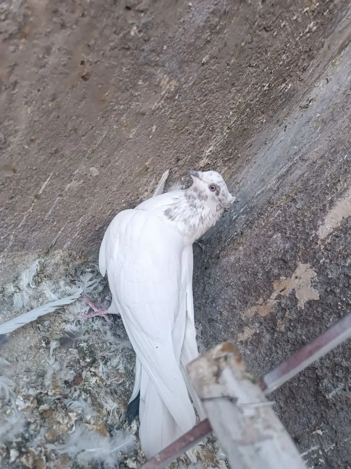 کبوتر پرشی|پرنده|سیرجان, |دیوار