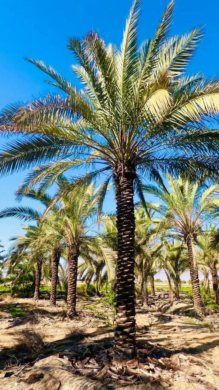 نخل هایی ک به زیبا ترین درختان جهان معروفند|خدمات باغبانی و درختکاری|رشت, فرودگاه سردار جنگل رشت|دیوار