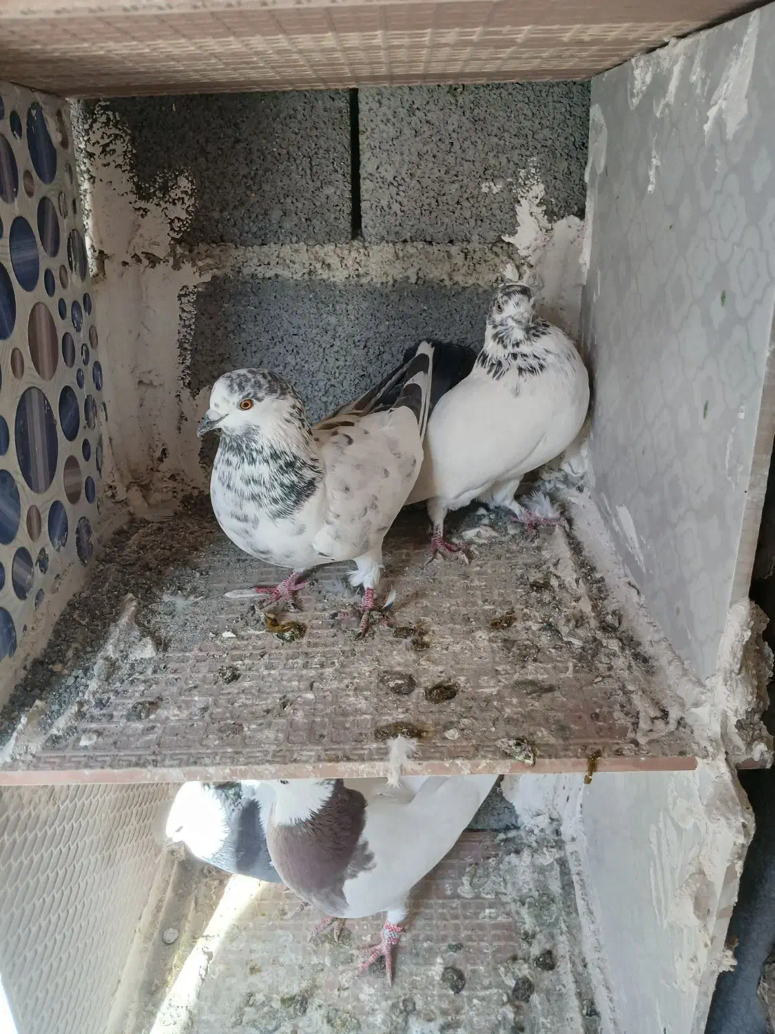 کبوتر طوقی وکله خال اینا|پرنده|سنندج, |دیوار